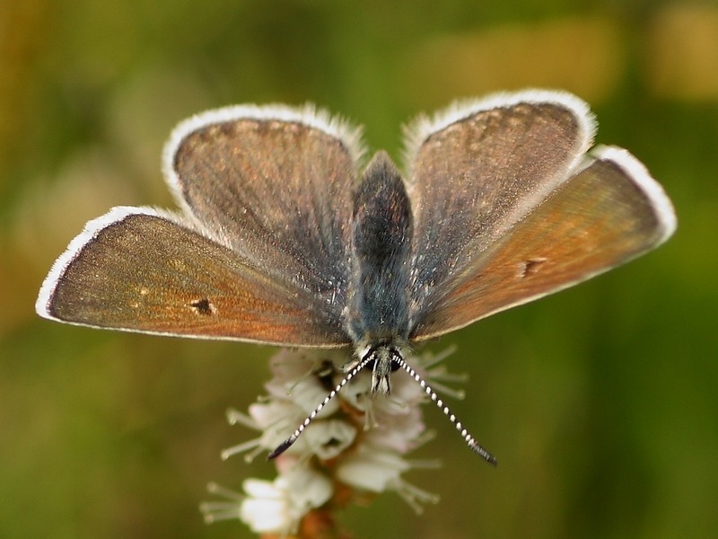 Plebejus (agriades) glandon